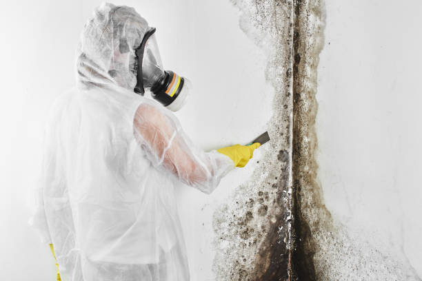 Reliable Troy, TX Mold Removal Solutions