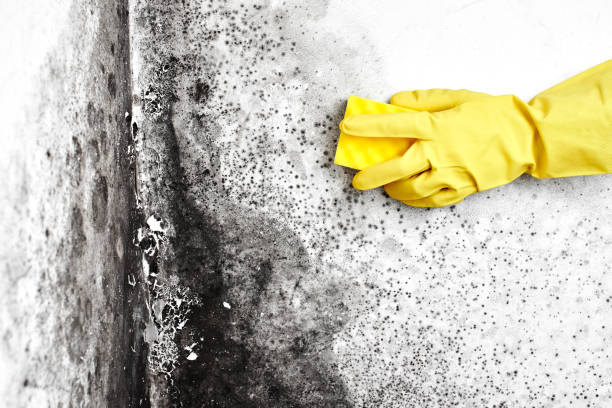 Best Mold Removal Company Near Me  in Troy, TX