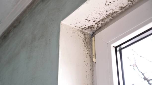 Best Local Mold Removal Service  in Troy, TX