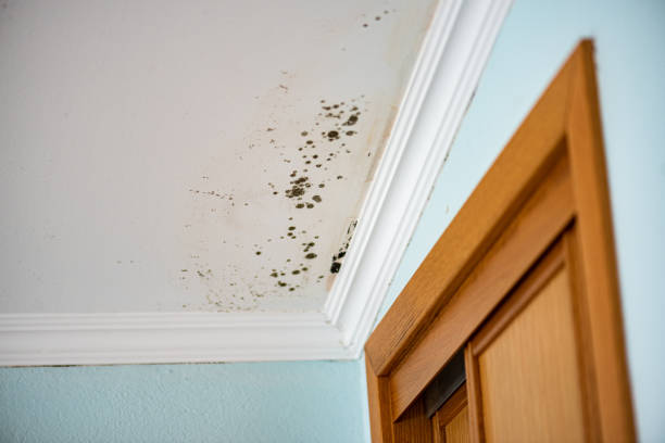 Best Affordable Mold Removal  in Troy, TX