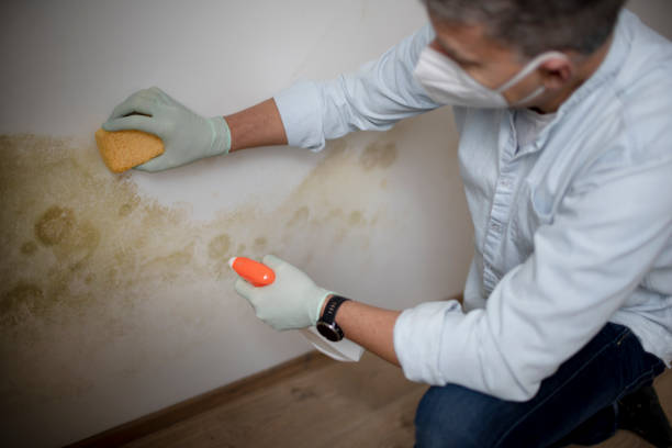 Best Certified Mold Removal  in Troy, TX