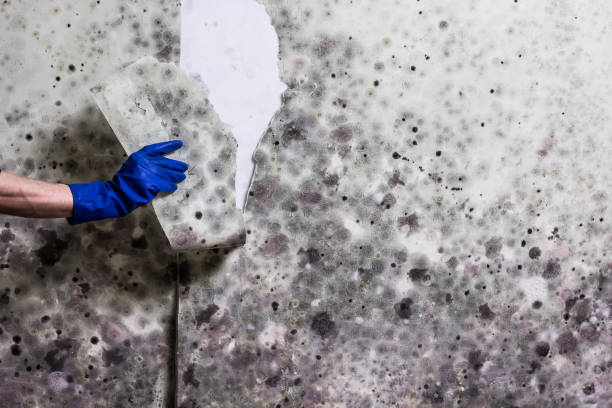 Office Mold Removal Services in Troy, TX