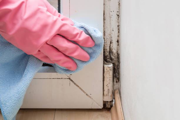 Best Mold Removal and Inspection  in Troy, TX