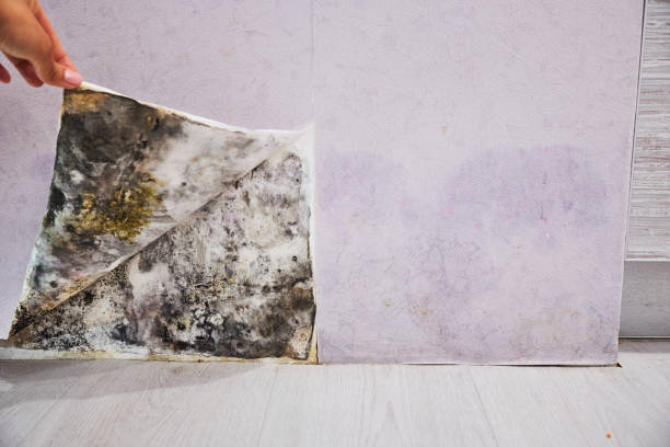 Best Emergency Mold Removal  in Troy, TX